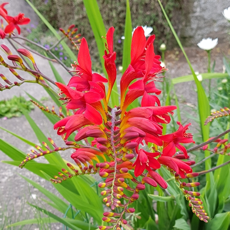 Crocosmia 'Mistral', Montbretia 'Mistral' in GardenTags plant encyclopedia