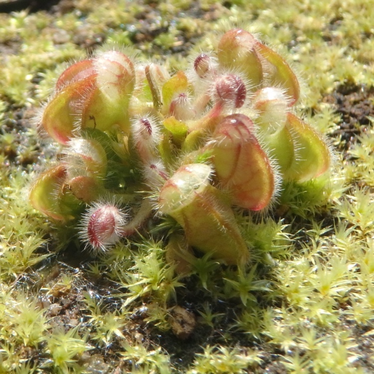 West Australian pitcher Plant in the GardenTags plant encyclopedia