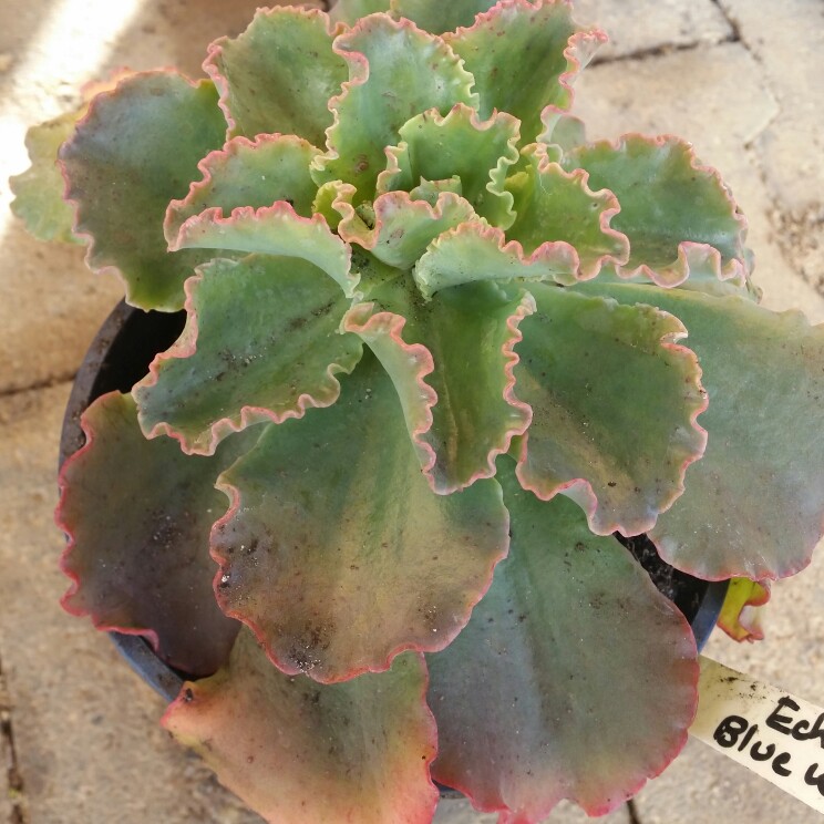 Echeveria Blue Waves in the GardenTags plant encyclopedia