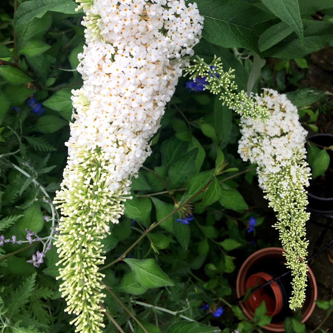 Butterfly Bush Marbled White in the GardenTags plant encyclopedia