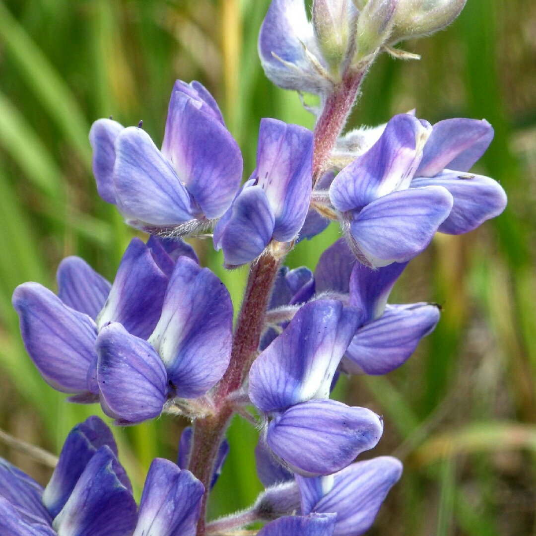 Silver Lupine in the GardenTags plant encyclopedia