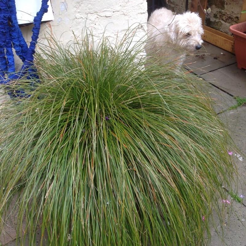 Green sedge in the GardenTags plant encyclopedia