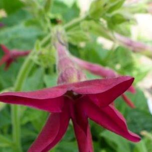 Flowering Tobacco in the GardenTags plant encyclopedia