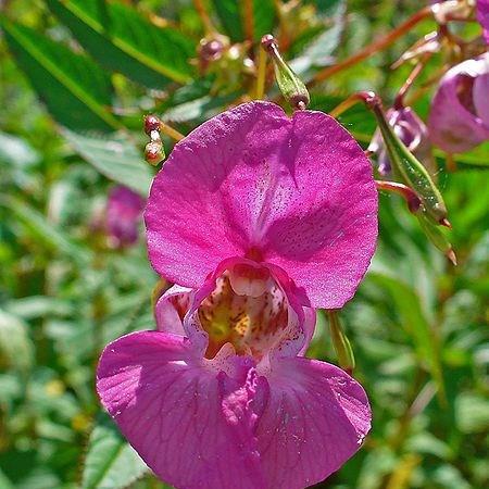 Himalayan balsam in the GardenTags plant encyclopedia