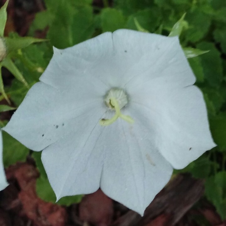 Carpathian Bellflower White Clips in the GardenTags plant encyclopedia