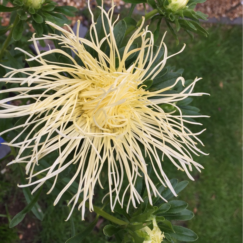 Aster Spider Chrysanthemum in the GardenTags plant encyclopedia