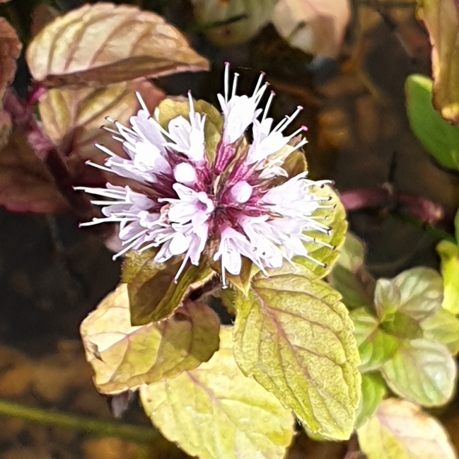 Water Mint in the GardenTags plant encyclopedia