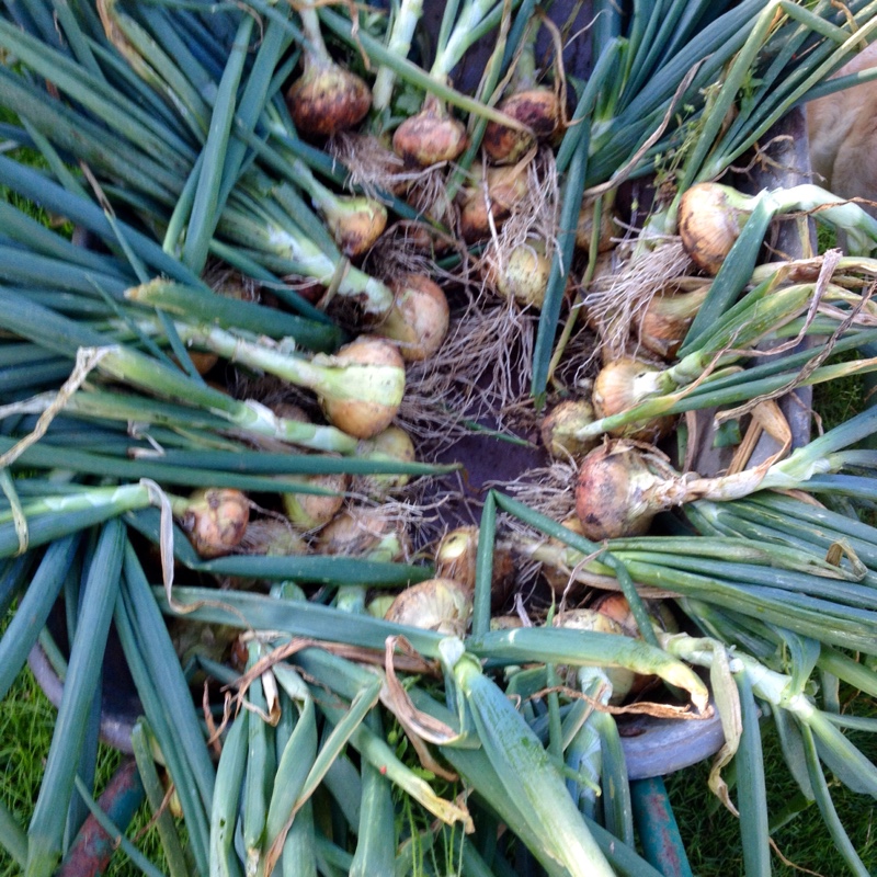 Onion Stuttgarter Giant in the GardenTags plant encyclopedia