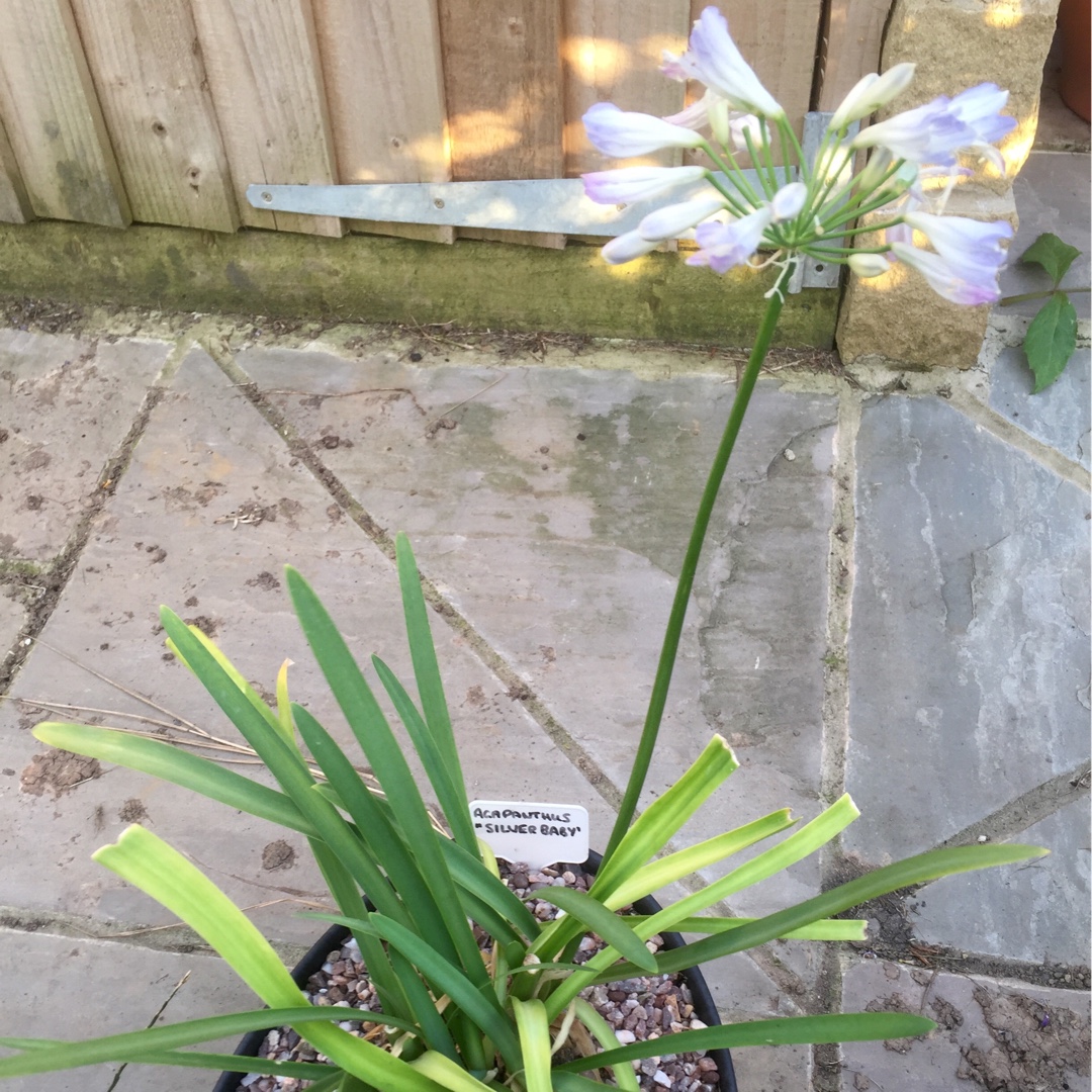 African Lily Silver Baby in the GardenTags plant encyclopedia