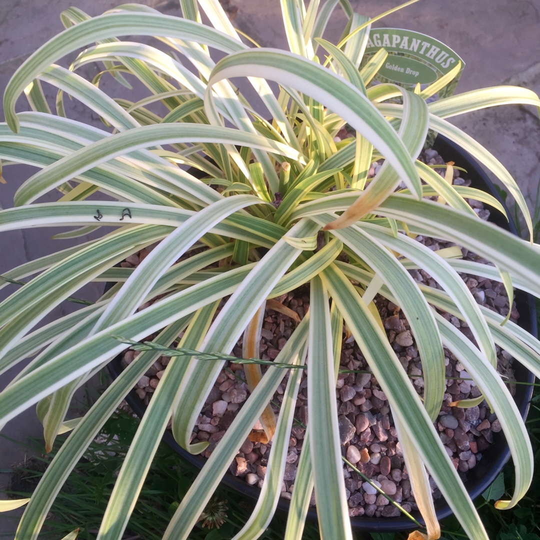 African Lily Golden Drop in the GardenTags plant encyclopedia