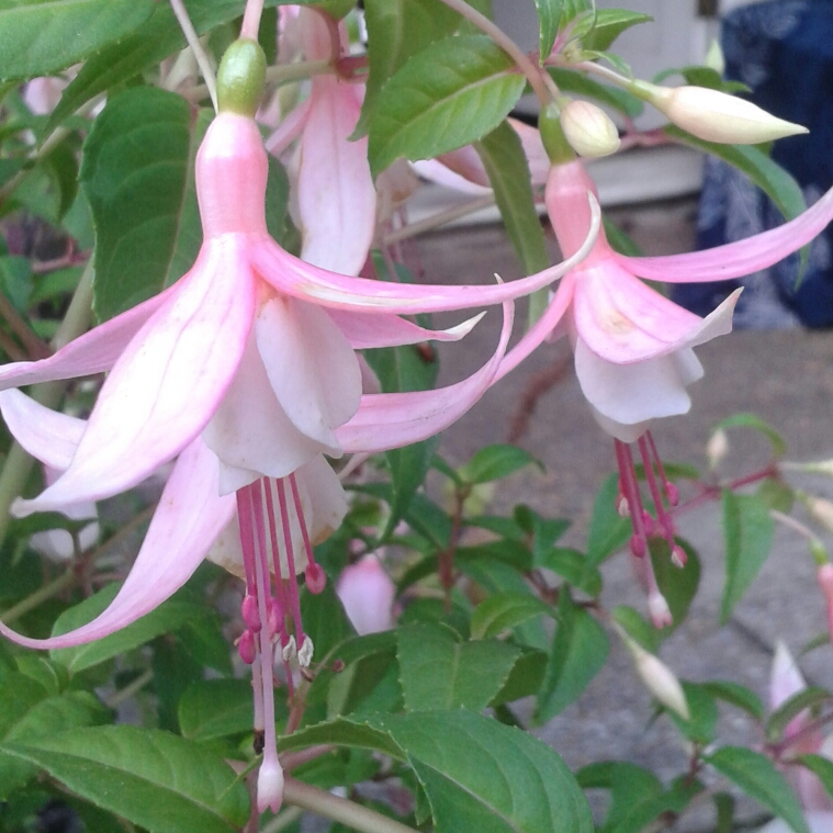 Fuchsia Shelford in the GardenTags plant encyclopedia