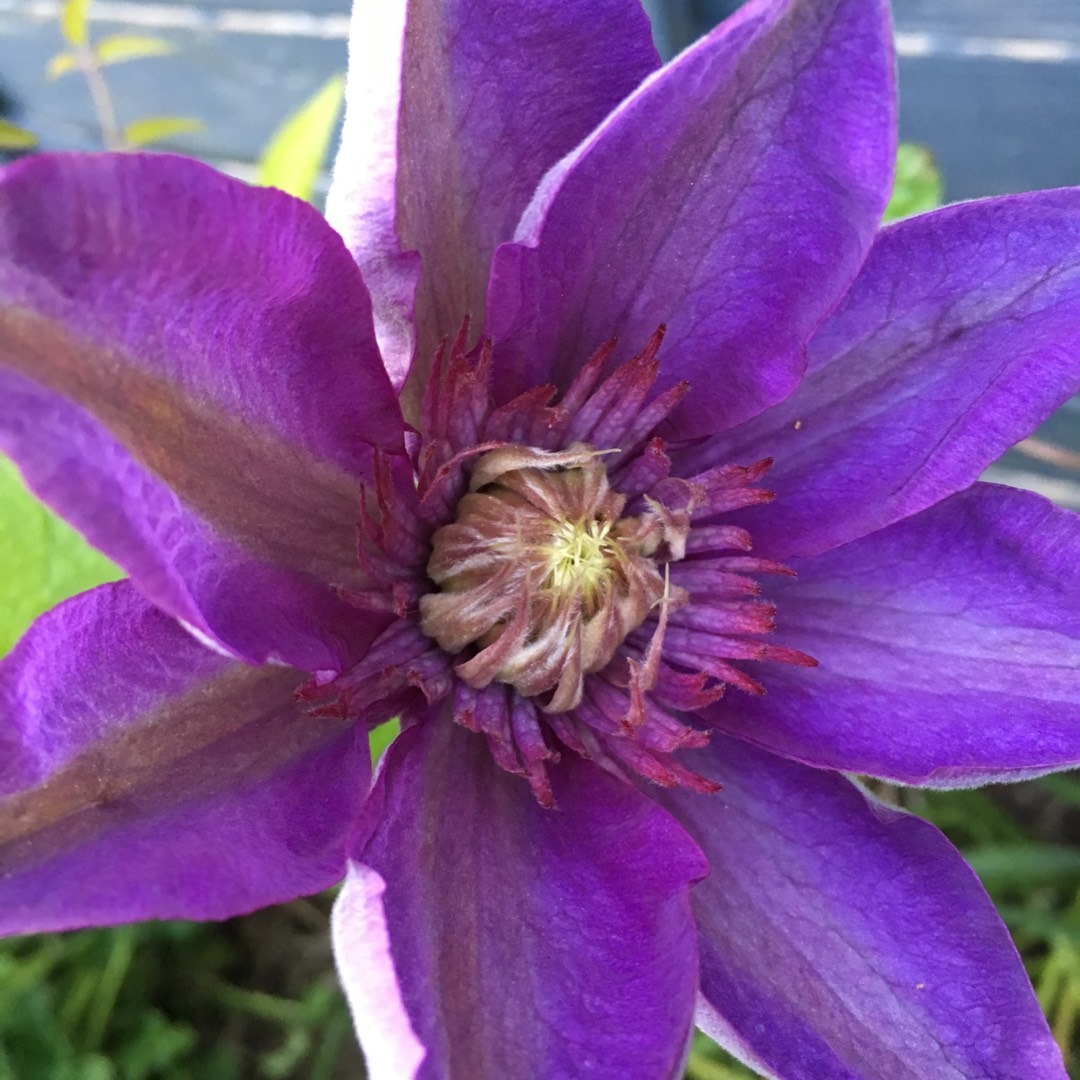 Clematis Mon Amour in the GardenTags plant encyclopedia