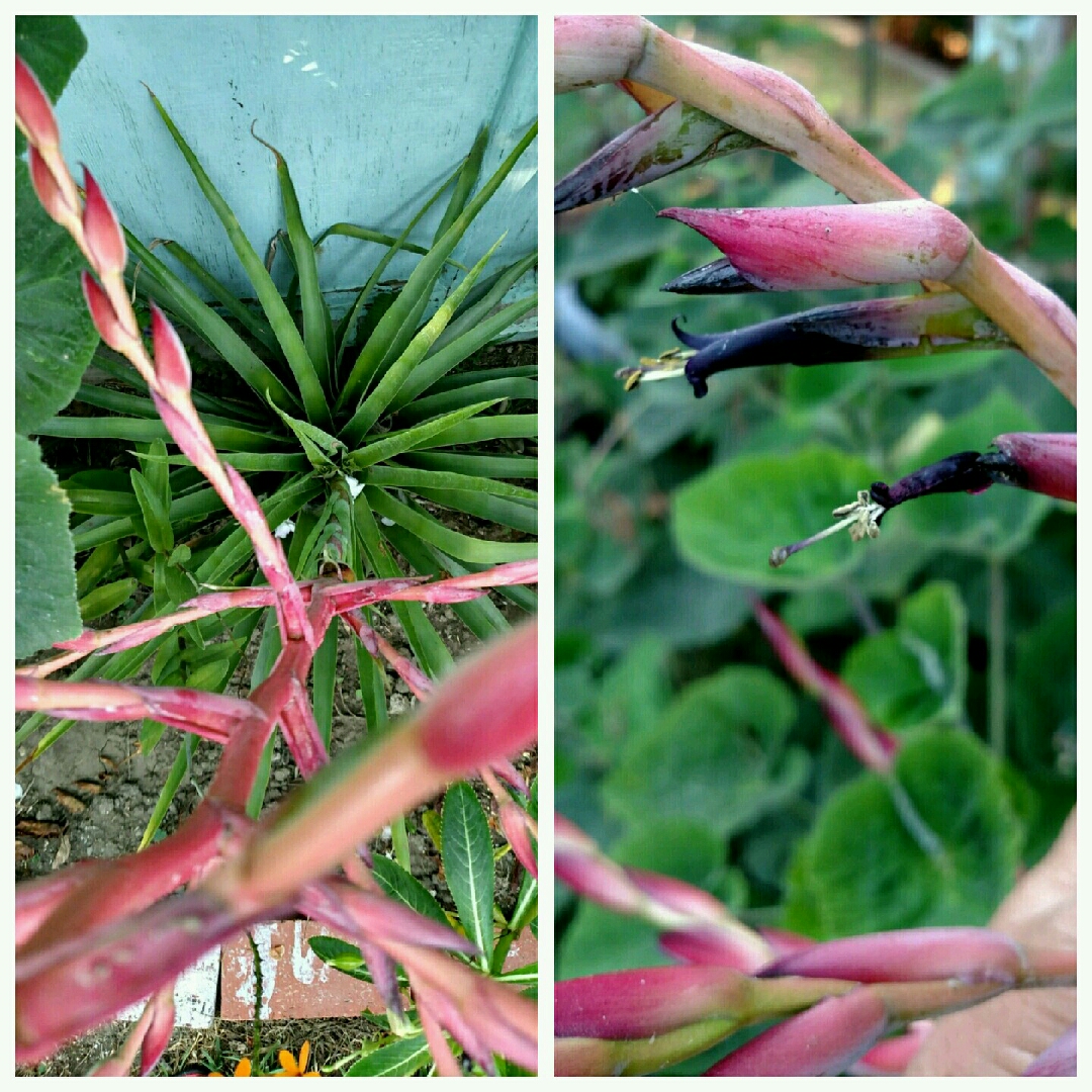 Alcantarea odorata Bromeliad in the GardenTags plant encyclopedia