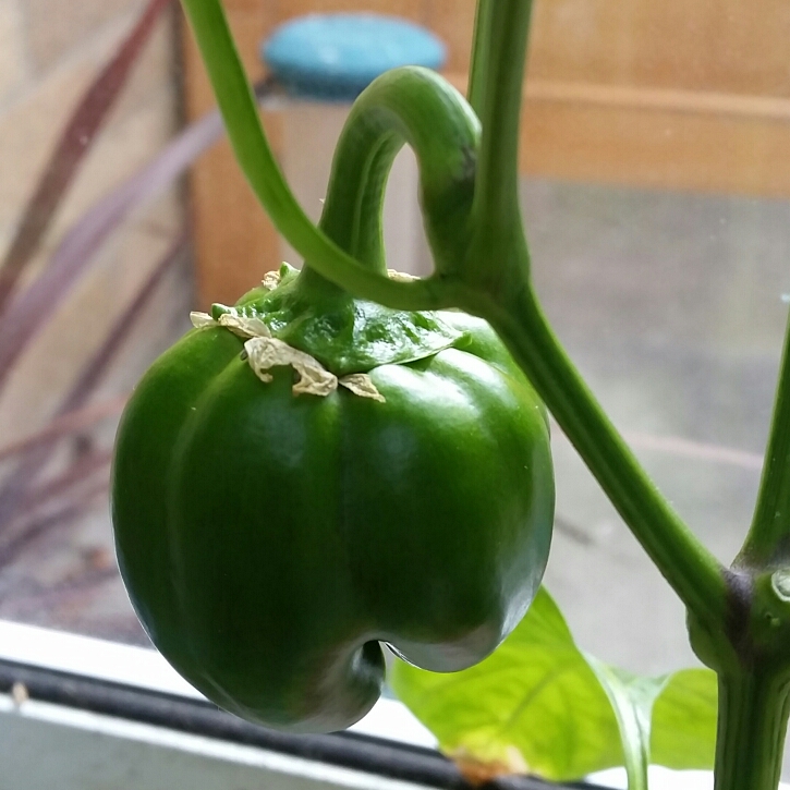 Sweet Pepper Traffic Lights in the GardenTags plant encyclopedia