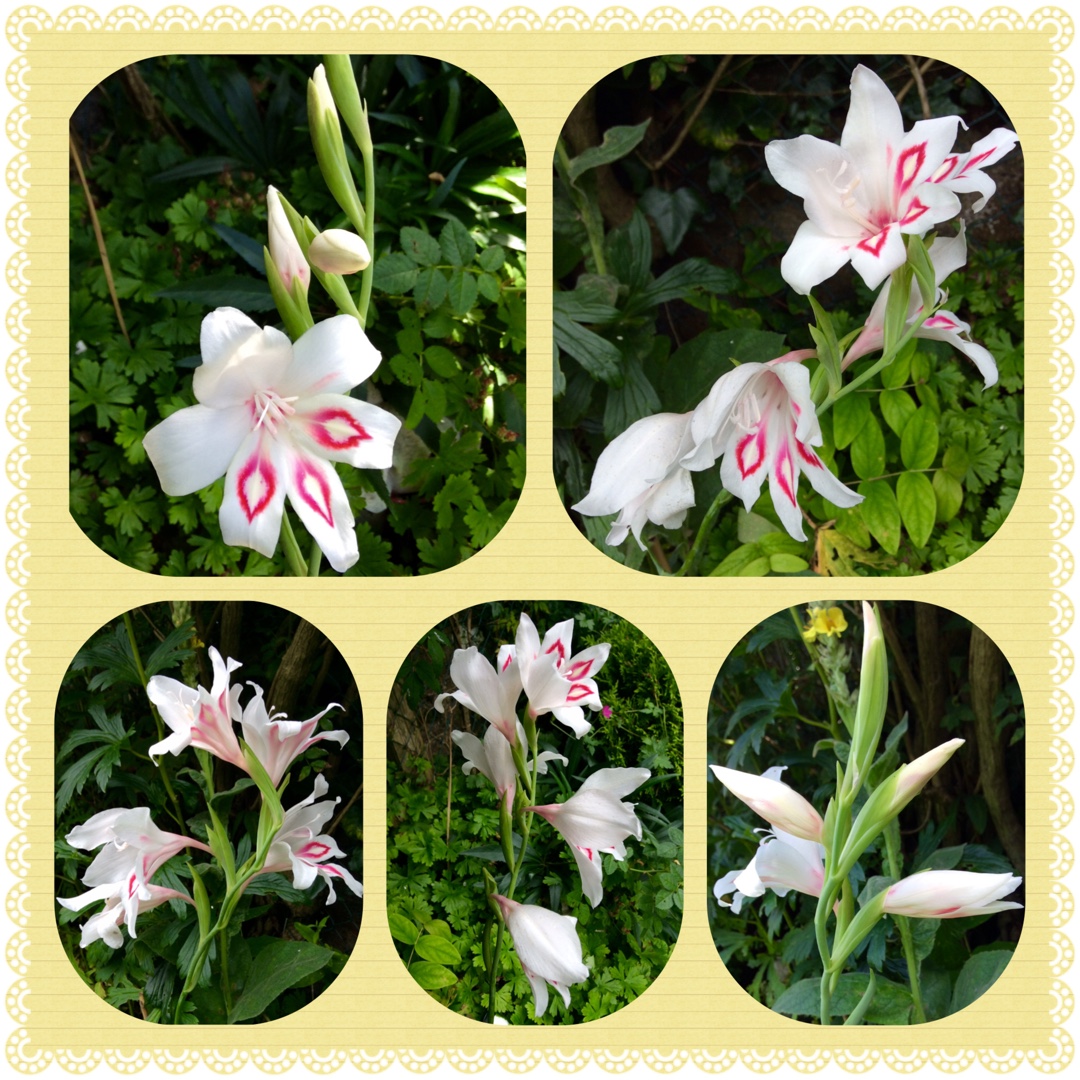 Gladioli Prins Claus (Nanus) in the GardenTags plant encyclopedia