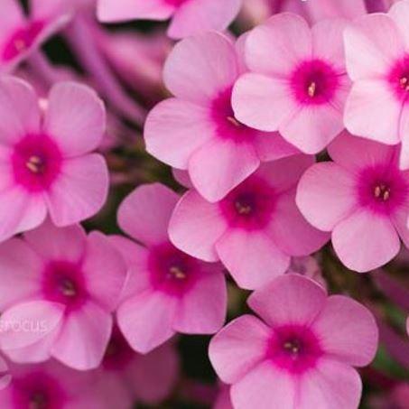 Phlox Bright Eyes in the GardenTags plant encyclopedia