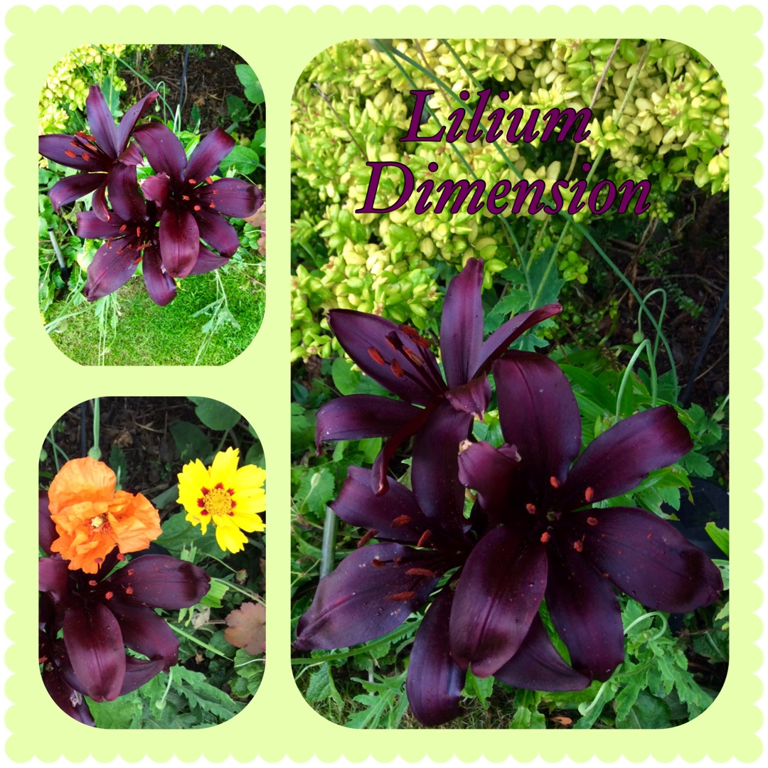 Lily Dimension (Asiatic) in the GardenTags plant encyclopedia