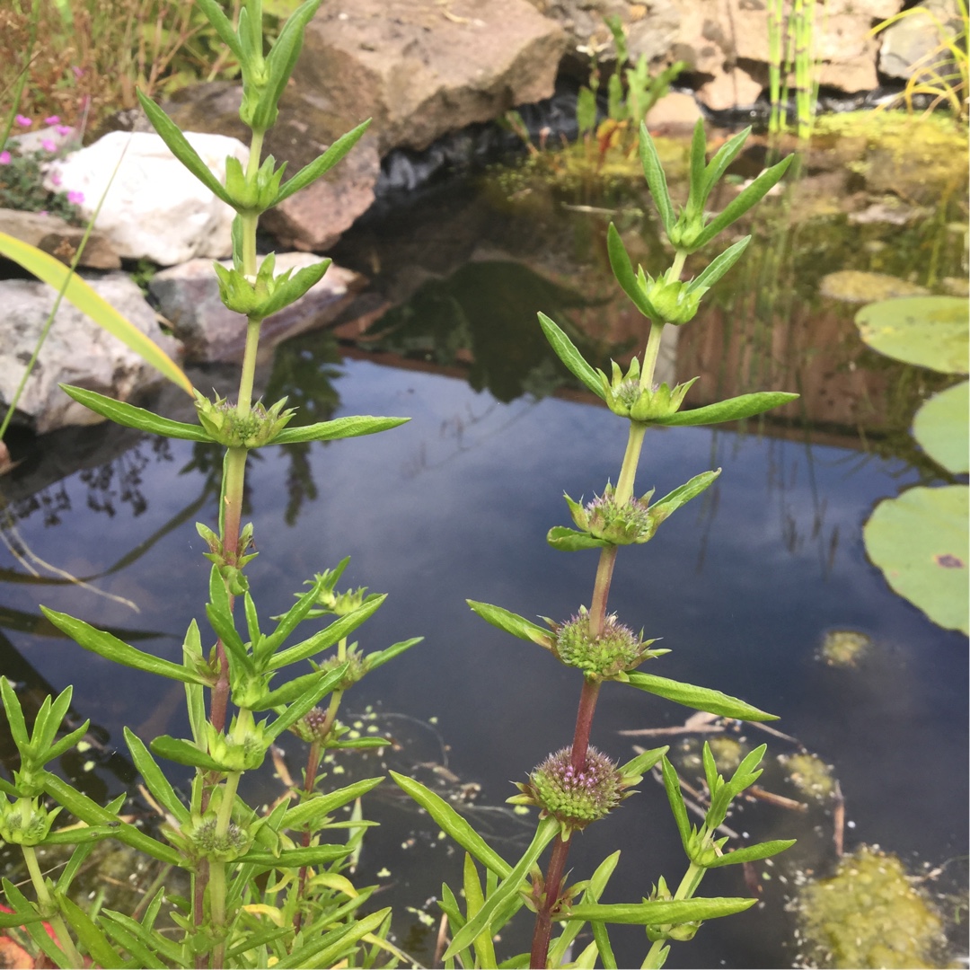 Water Spearmint in the GardenTags plant encyclopedia