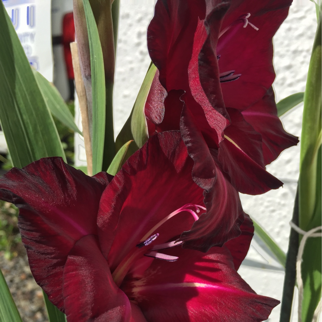 Gladioli Black Surprise in the GardenTags plant encyclopedia