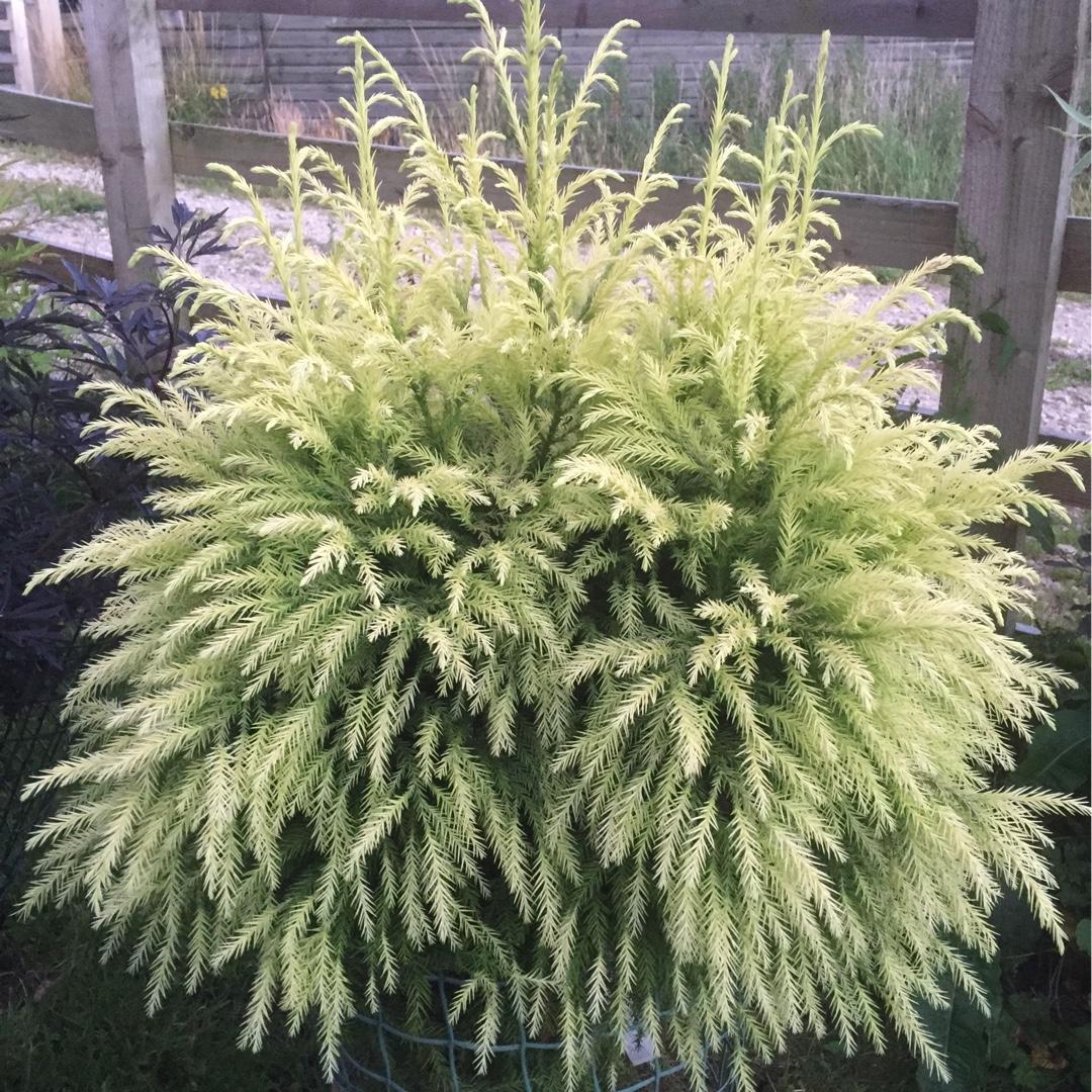 Japanese cedar Sekkan-Sugi in the GardenTags plant encyclopedia