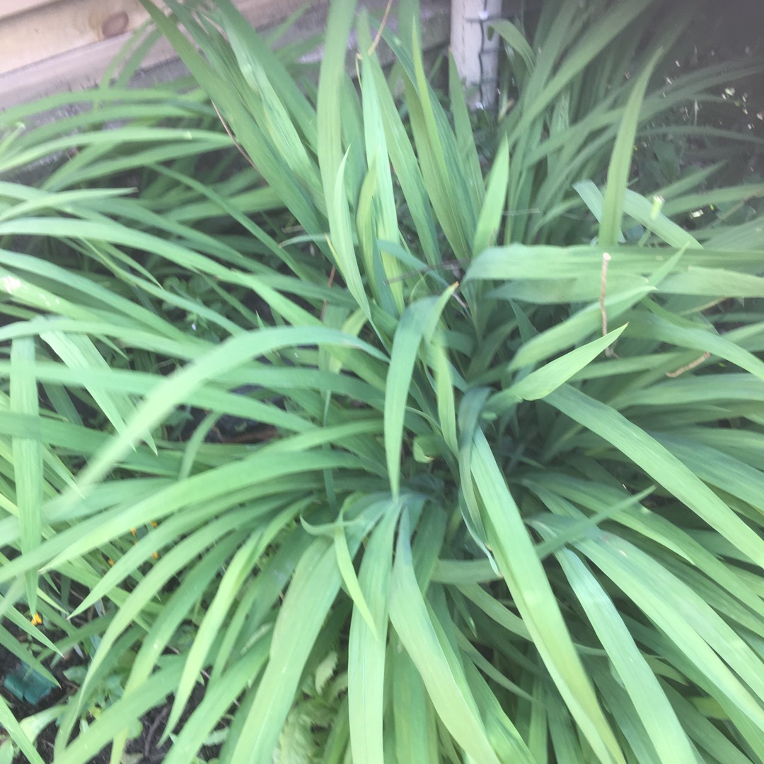 Montbretia Red King in the GardenTags plant encyclopedia