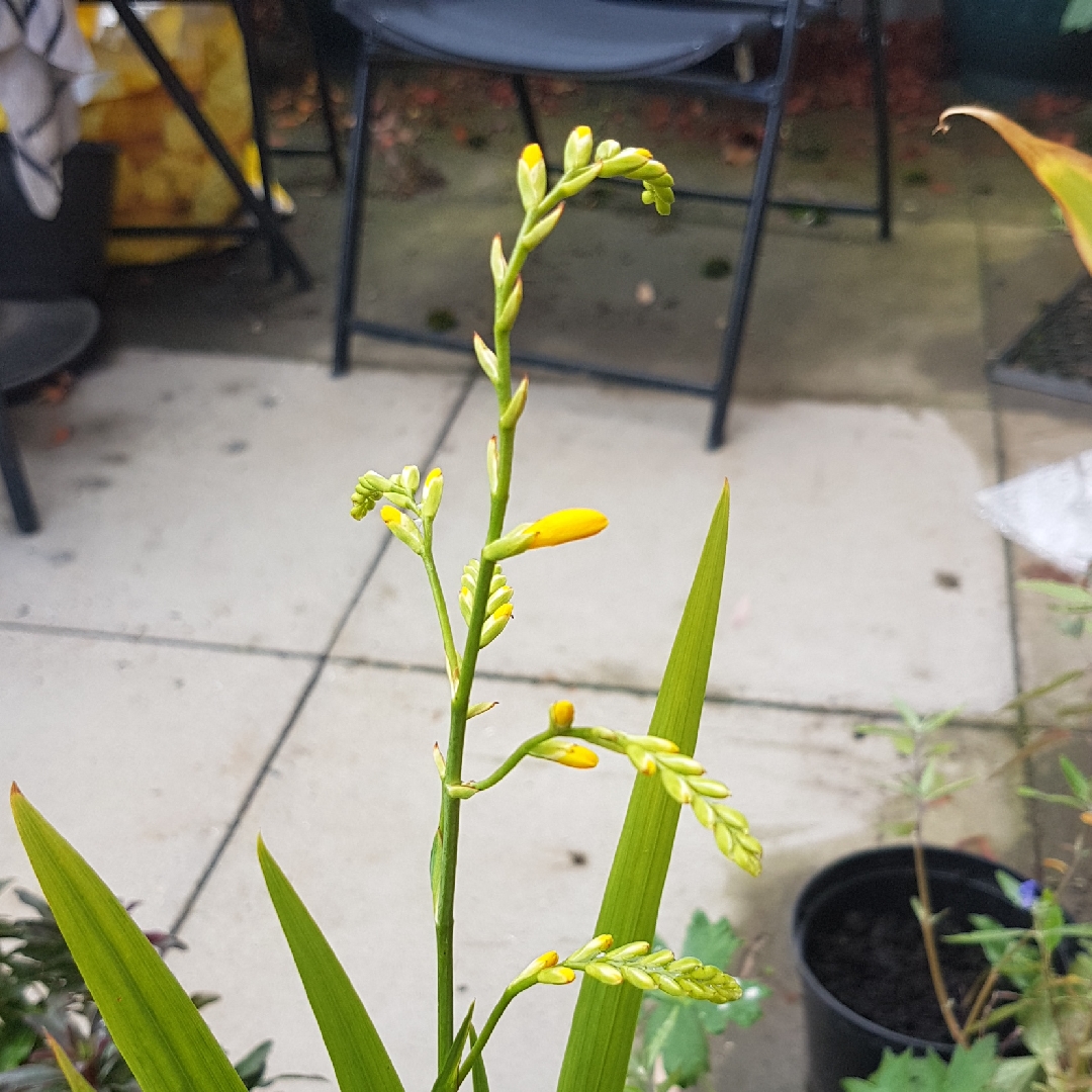 Montbretia Honey Angels in the GardenTags plant encyclopedia