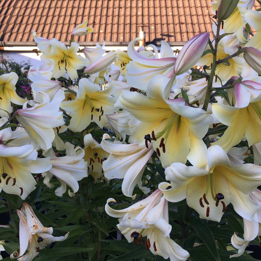 Lily Skyscraper (Oriental) in the GardenTags plant encyclopedia