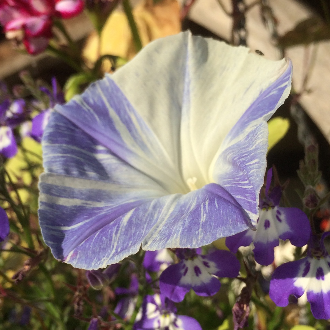 Morning Glory Flying Saucers Mixed in the GardenTags plant encyclopedia