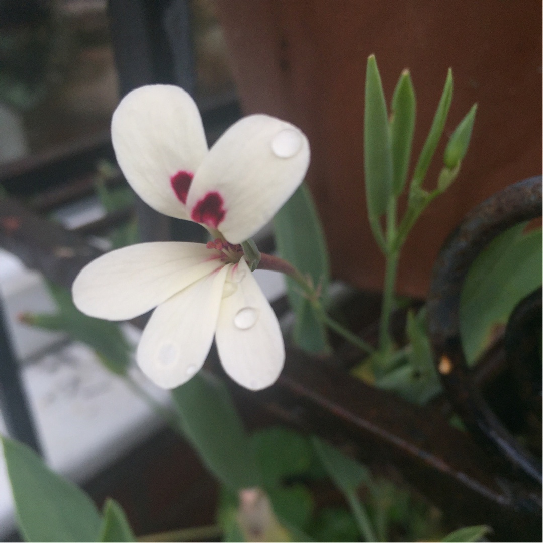 Pelargonium (Species) Spear-leaved Pelargonium in the GardenTags plant encyclopedia