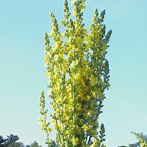 Olympian Mullein in the GardenTags plant encyclopedia