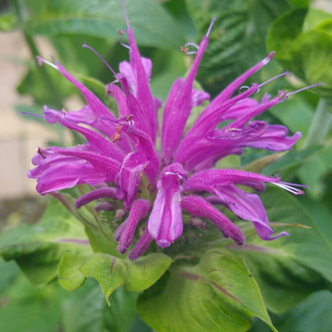 Bergamot Blaustrumpf (Blue Stocking) in the GardenTags plant encyclopedia