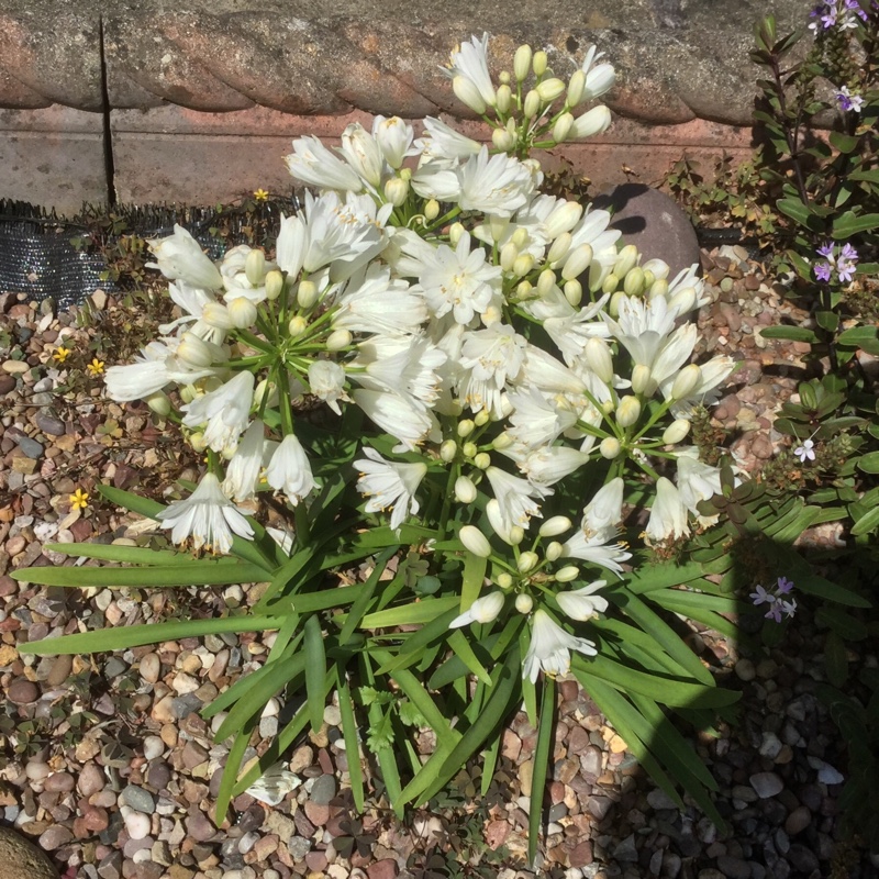 African Lily Double Diamond in the GardenTags plant encyclopedia