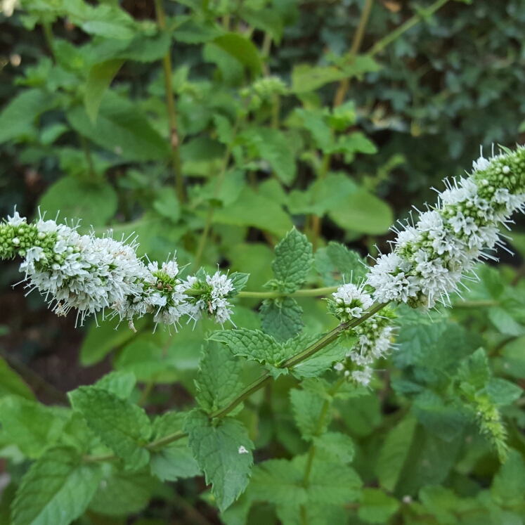 Spanish Mint in the GardenTags plant encyclopedia