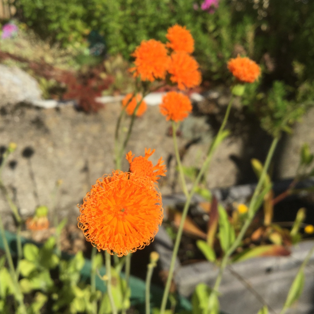 Irish Poet in the GardenTags plant encyclopedia