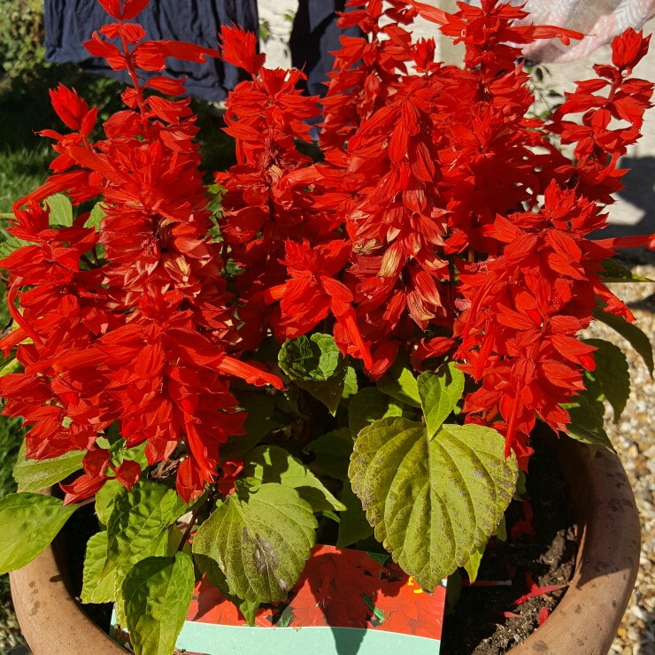 Salvia Passion Red in the GardenTags plant encyclopedia