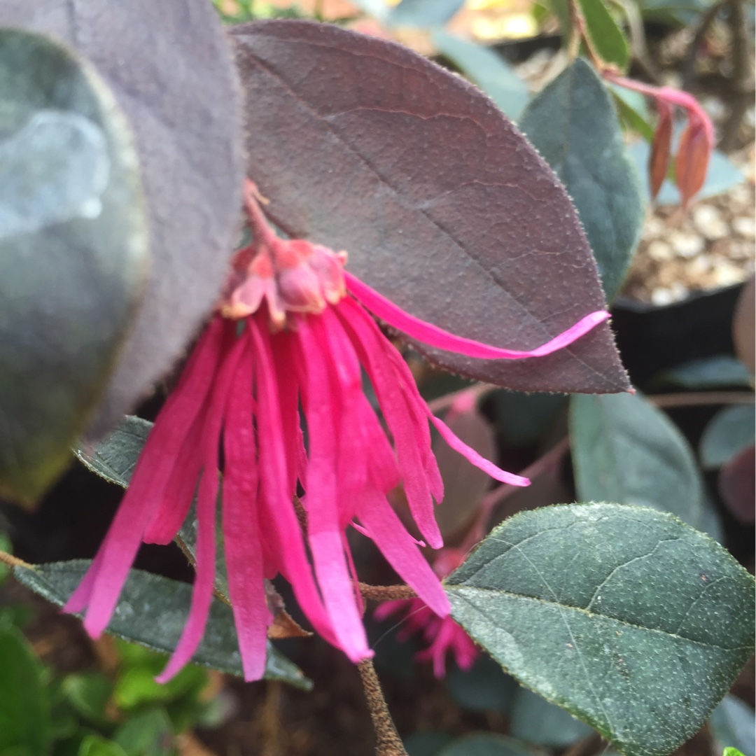 Chinese Fringe Flower Zhuzhou Fuchsia in the GardenTags plant encyclopedia