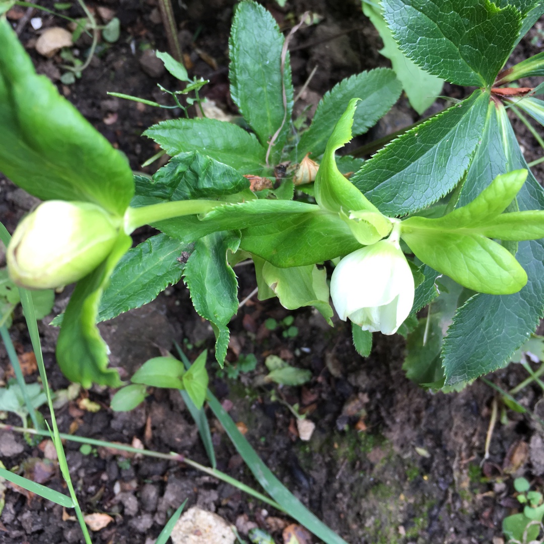 Hellebore Washfield Double-flowered in the GardenTags plant encyclopedia