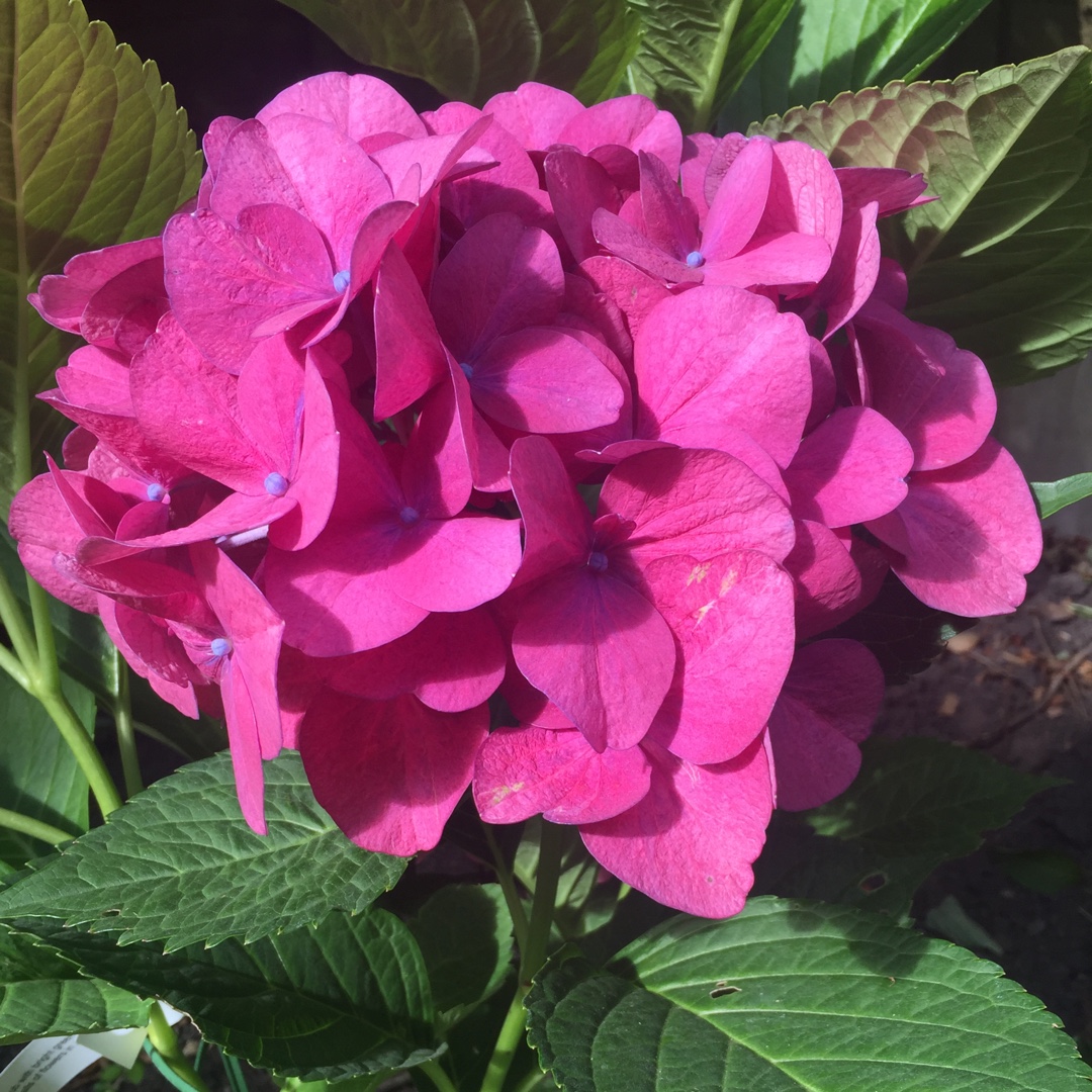 Hydrangea Doris in the GardenTags plant encyclopedia