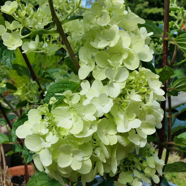 Hydrangea Silver Dollar in the GardenTags plant encyclopedia