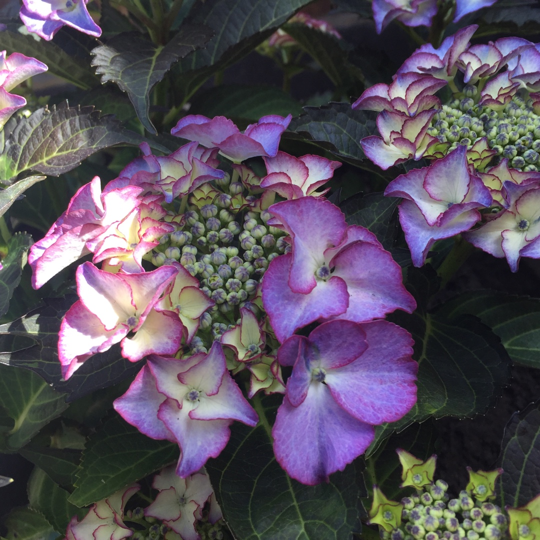 Hydrangea Tiffany Violet in the GardenTags plant encyclopedia