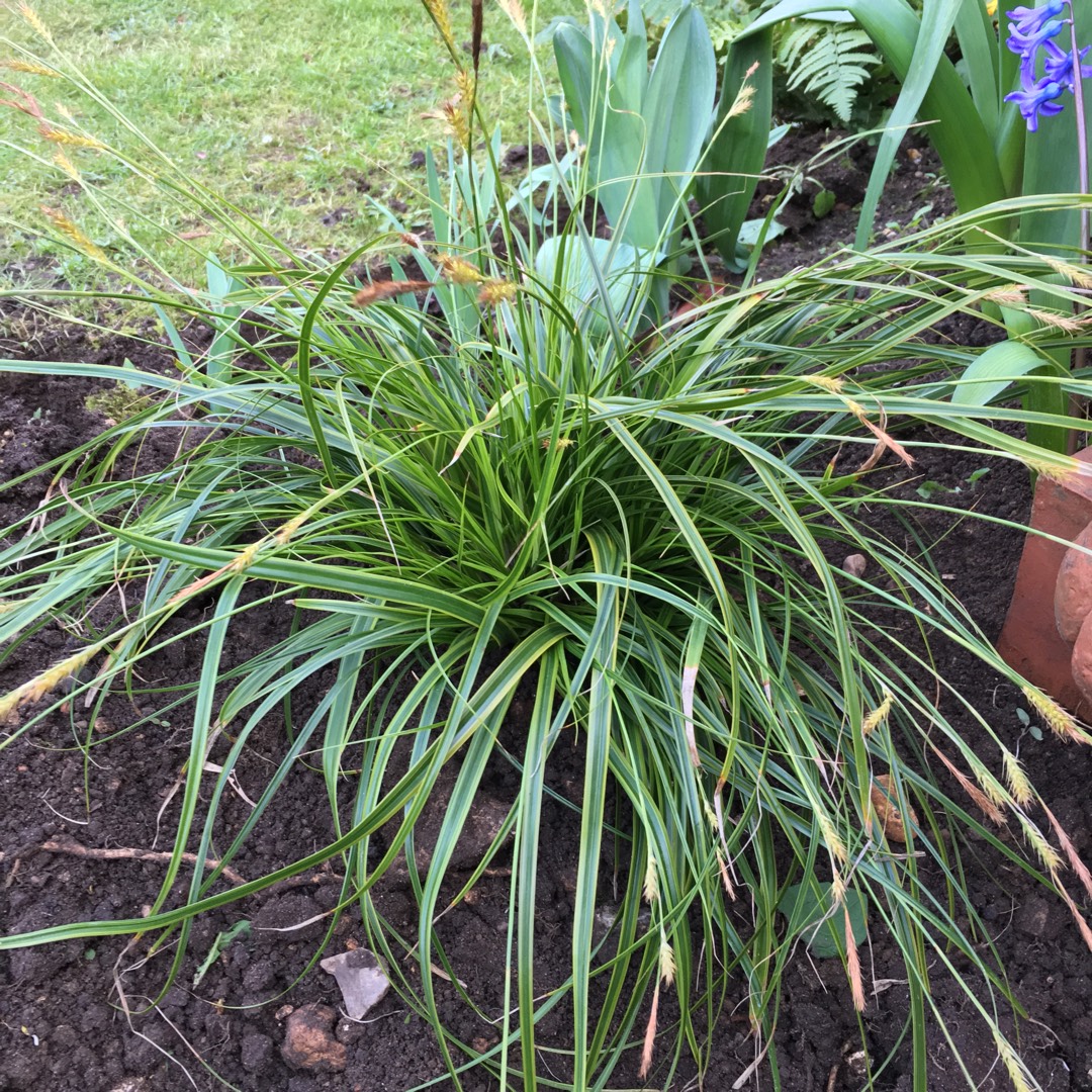 Sedge  EverColor® Everoro in the GardenTags plant encyclopedia