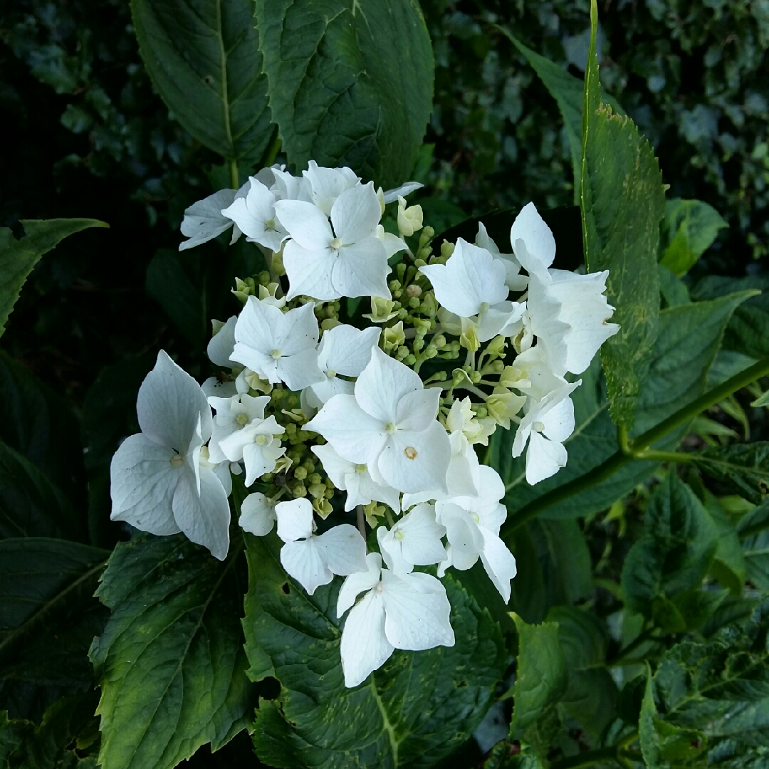 Hydrangea Lanarth White in the GardenTags plant encyclopedia