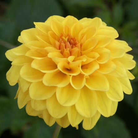 Dahlia 'Golden Sceptre', Dahlia 'Golden Sceptre' in GardenTags plant ...