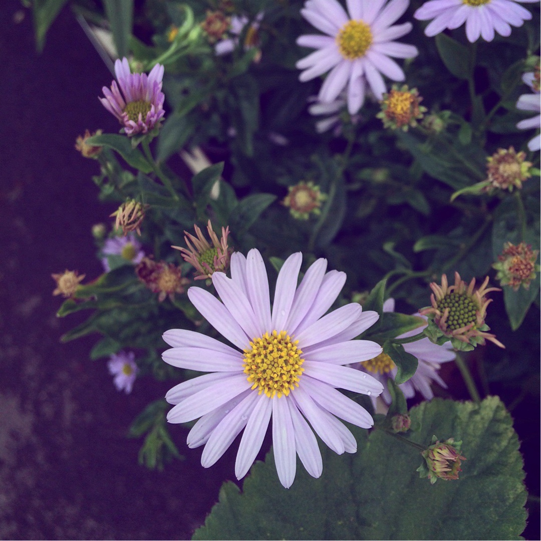 Korean Aster in the GardenTags plant encyclopedia