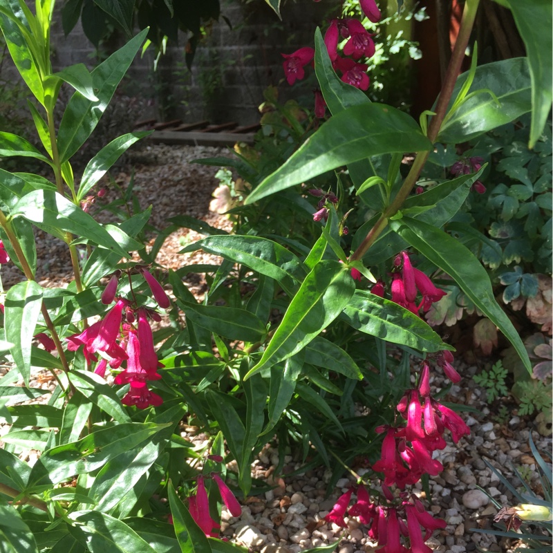 Beardtongue King George v in the GardenTags plant encyclopedia