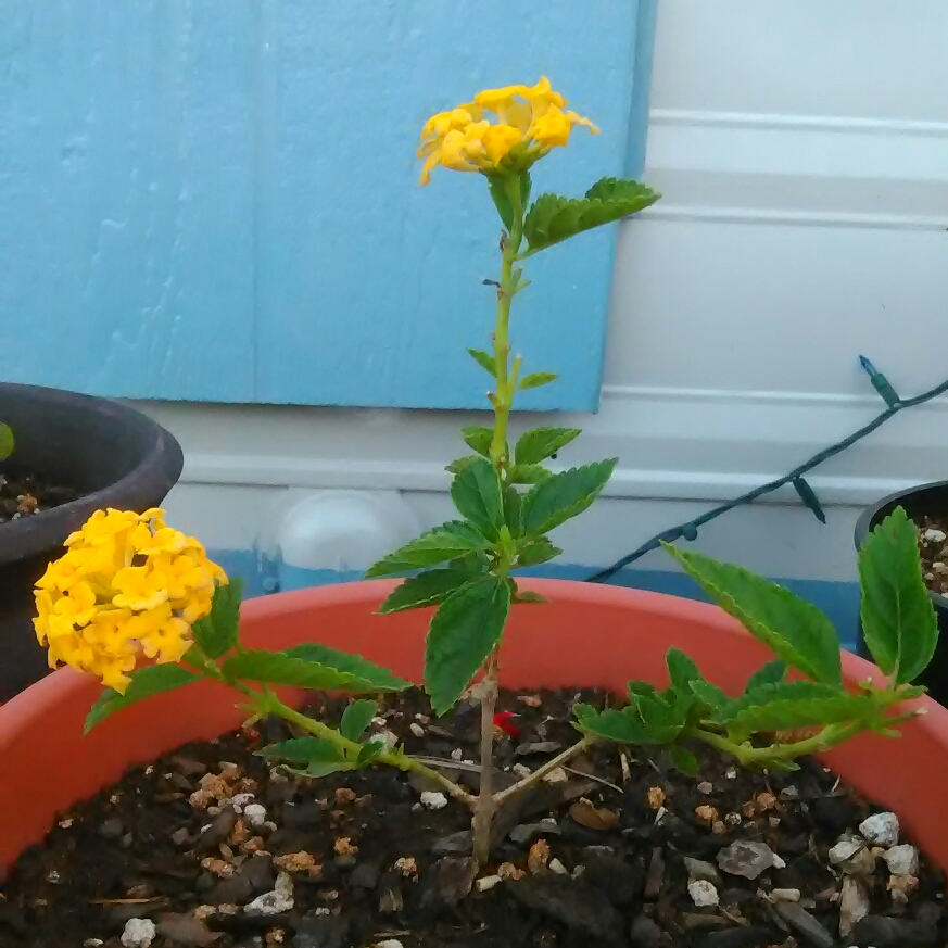 Lantana New Gold in the GardenTags plant encyclopedia