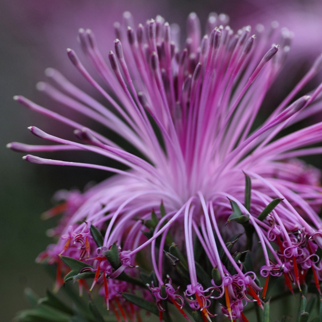 Pincushion Coneflower in the GardenTags plant encyclopedia