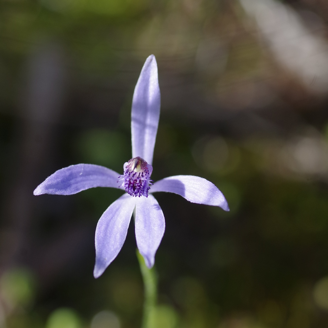 Blue Fairy Orchid in the GardenTags plant encyclopedia