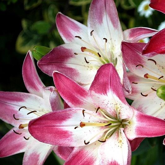 Lily Lollypop (Asiatic) in the GardenTags plant encyclopedia