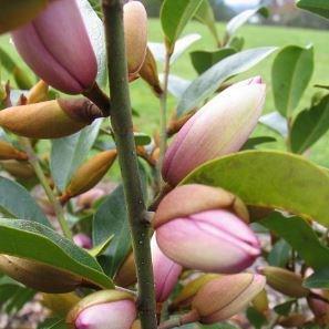 Fairy Magnolia in the GardenTags plant encyclopedia